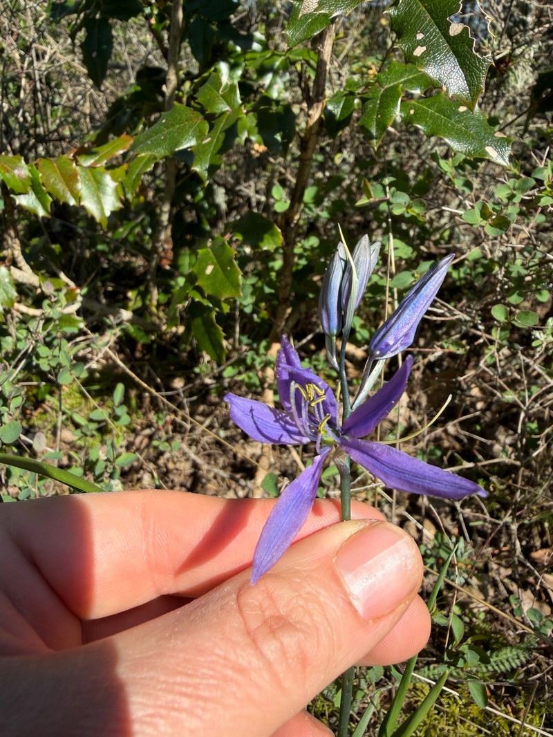 Camassia quamash subsp. maxima