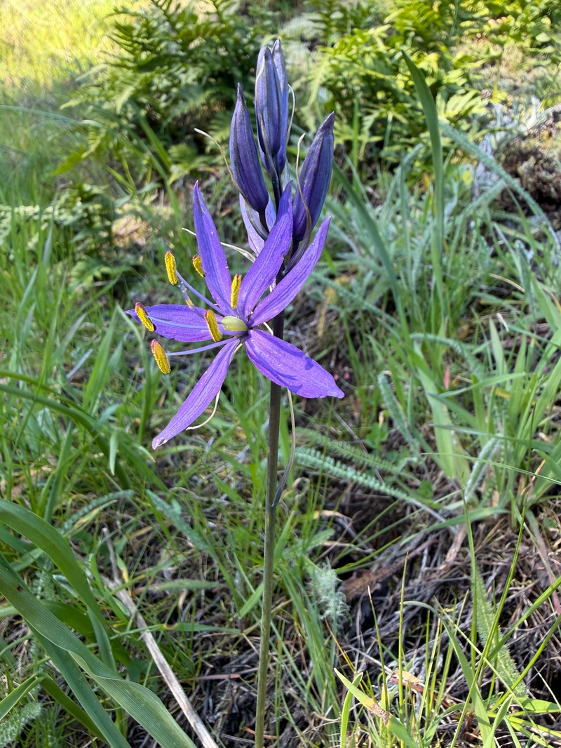 Camassia quamash subsp. maxima photo 2