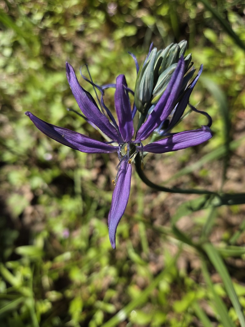 Camassia quamash subsp. maxima photo 3