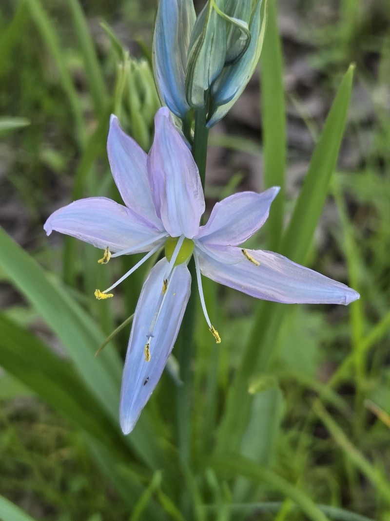 Camassia quamash subsp. maxima photo 4