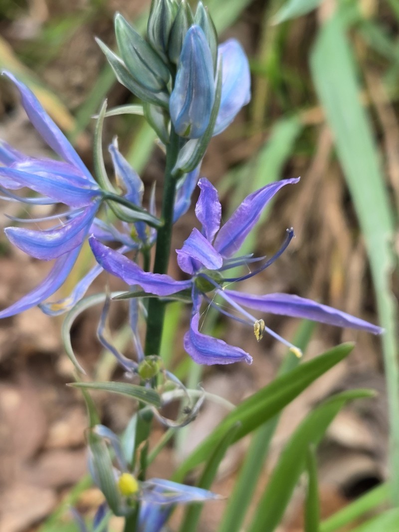 Camassia quamash subsp. maxima photo 5