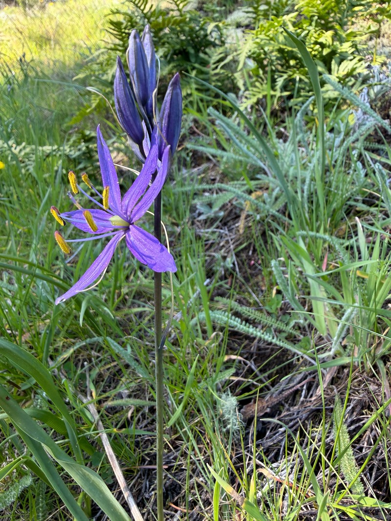 Camassia quamash subsp. maxima photo 6