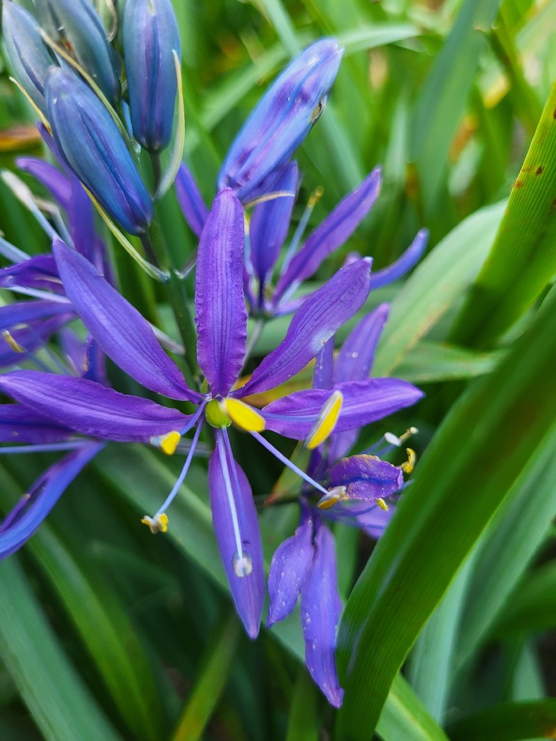 Camassia quamash subsp. maxima photo 7