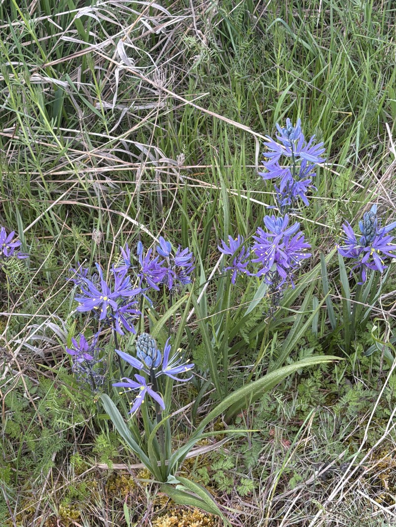Camassia quamash subsp. maxima photo 8