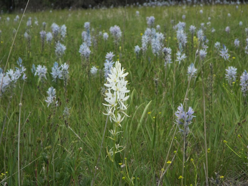 Camassia quamash subsp. quamash