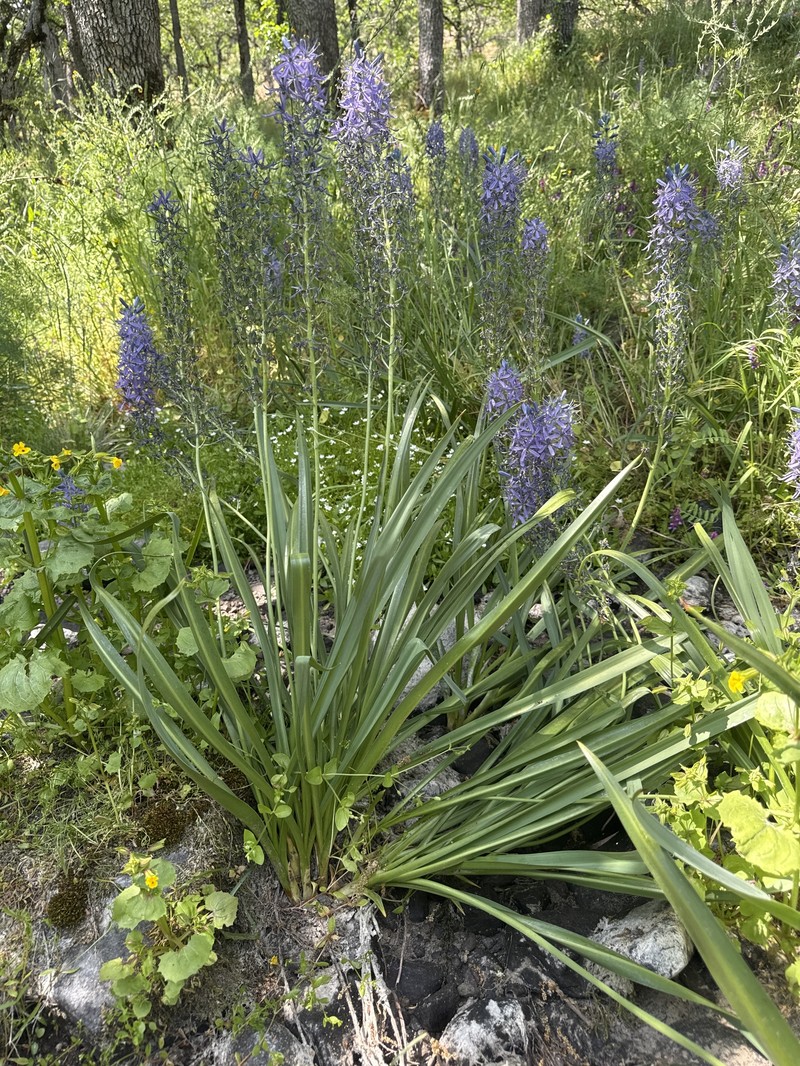 Camassia quamash subsp. quamash photo 2