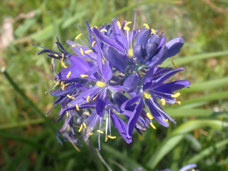 Camassia quamash subsp. quamash photo 3