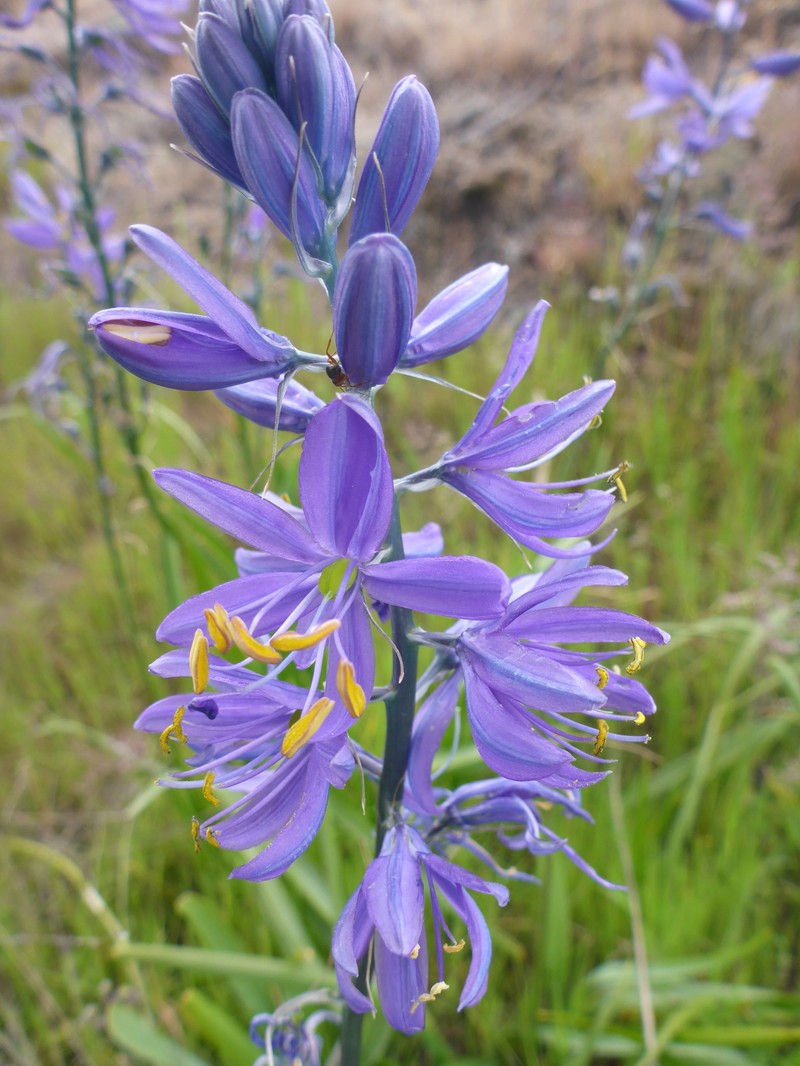 Camassia quamash subsp. quamash photo 4