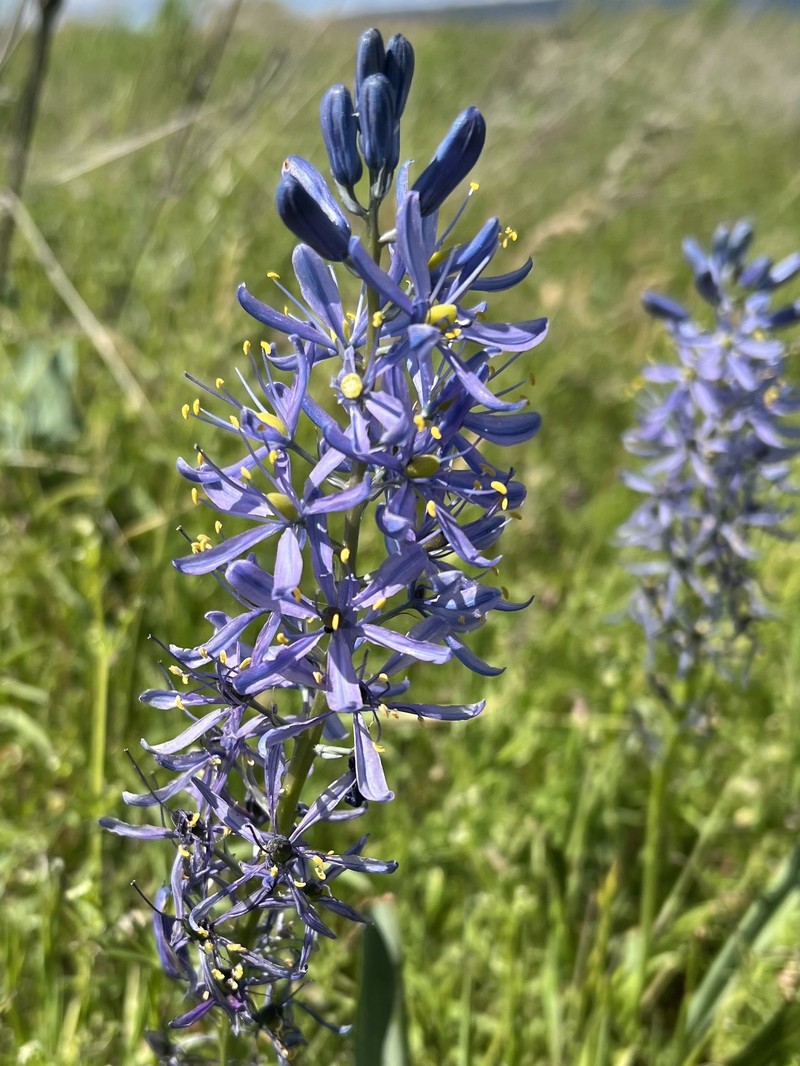 Camassia quamash subsp. quamash photo 5