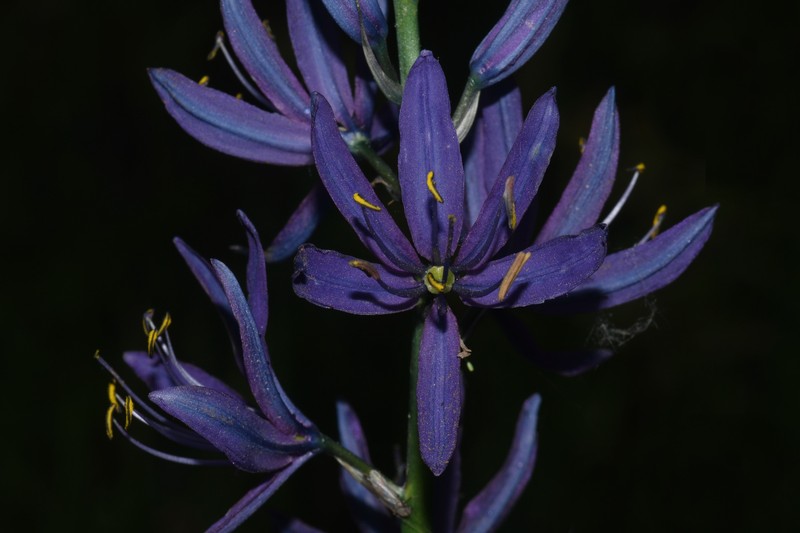Camassia quamash subsp. quamash photo 6