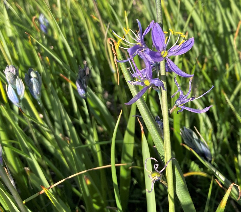 Camassia quamash subsp. quamash photo 7