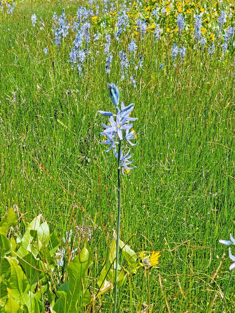 Camassia quamash subsp. quamash photo 8