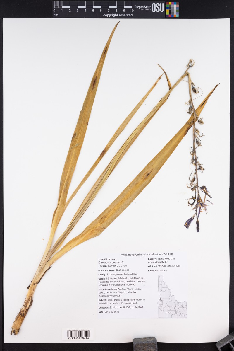 Camassia quamash subsp. utahensis