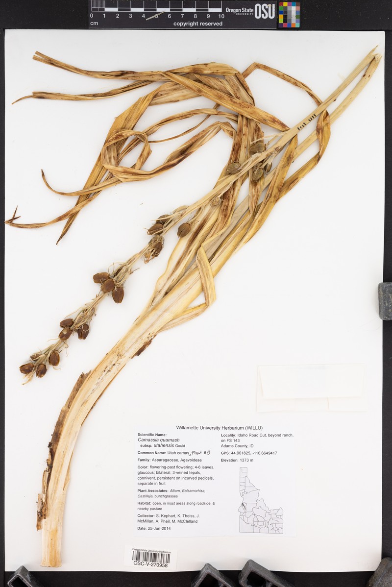 Camassia quamash subsp. utahensis photo 2
