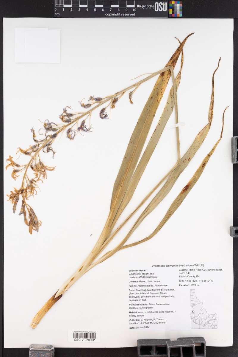 Camassia quamash subsp. utahensis photo 3