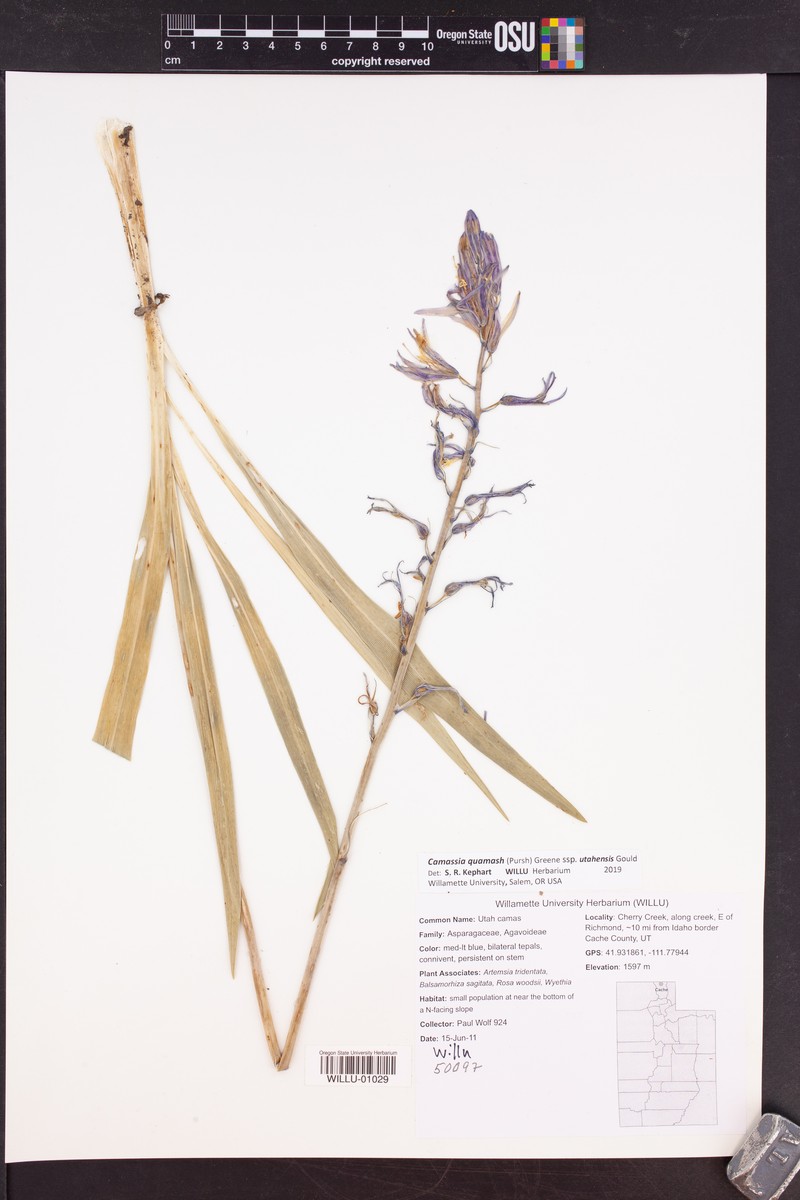 Camassia quamash subsp. utahensis photo 4