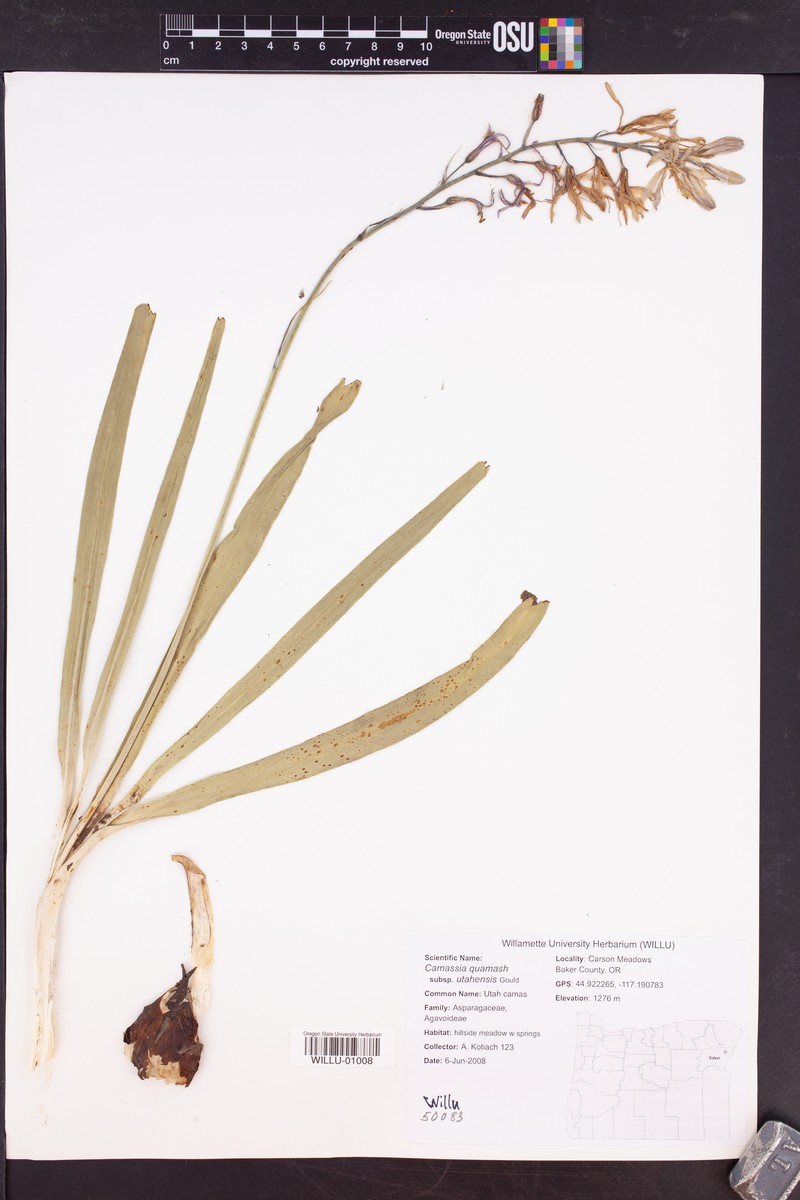 Camassia quamash subsp. utahensis photo 5