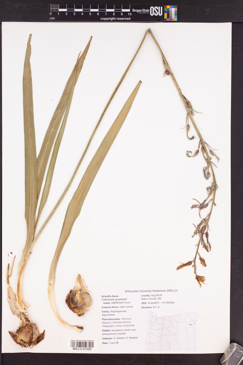 Camassia quamash subsp. utahensis photo 6