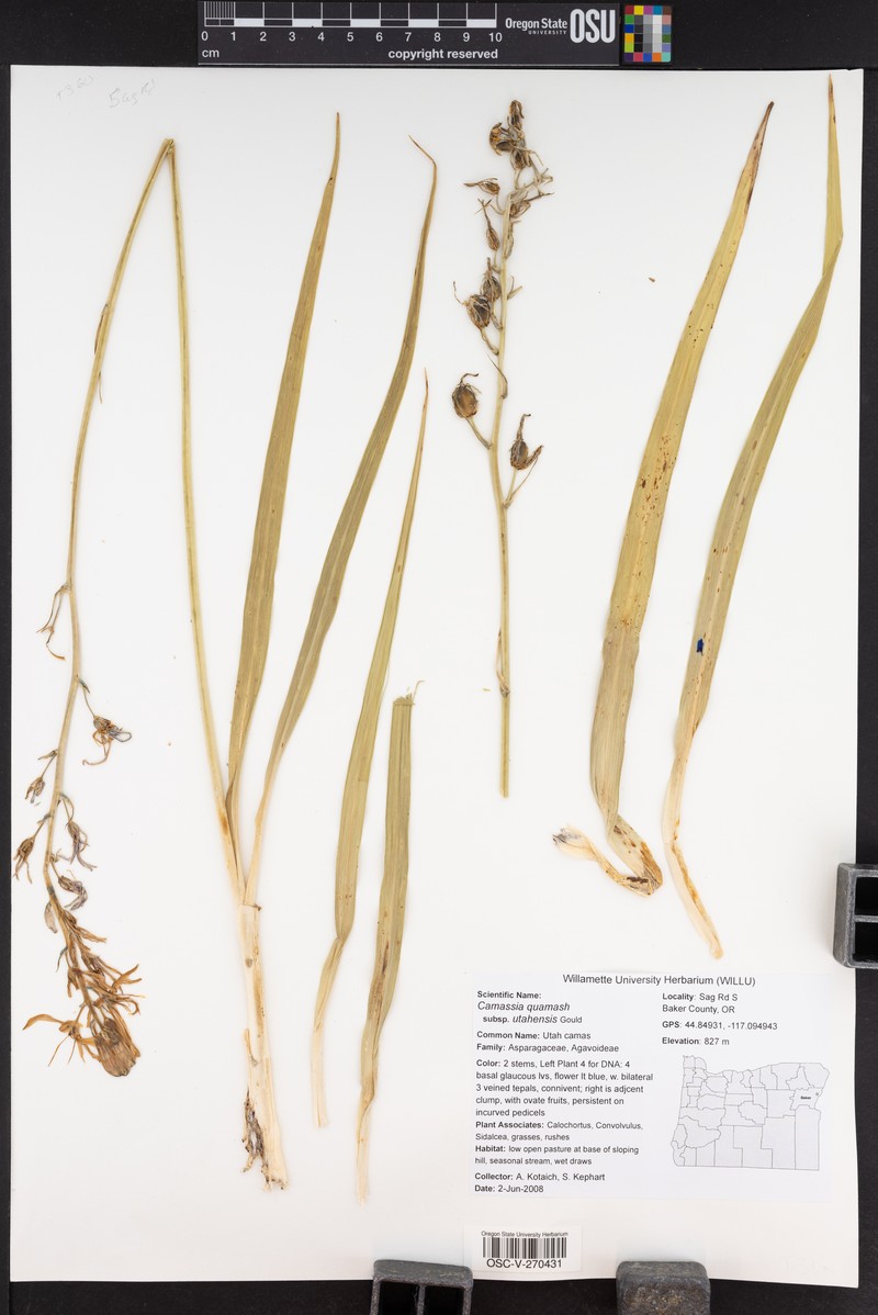 Camassia quamash subsp. utahensis photo 7