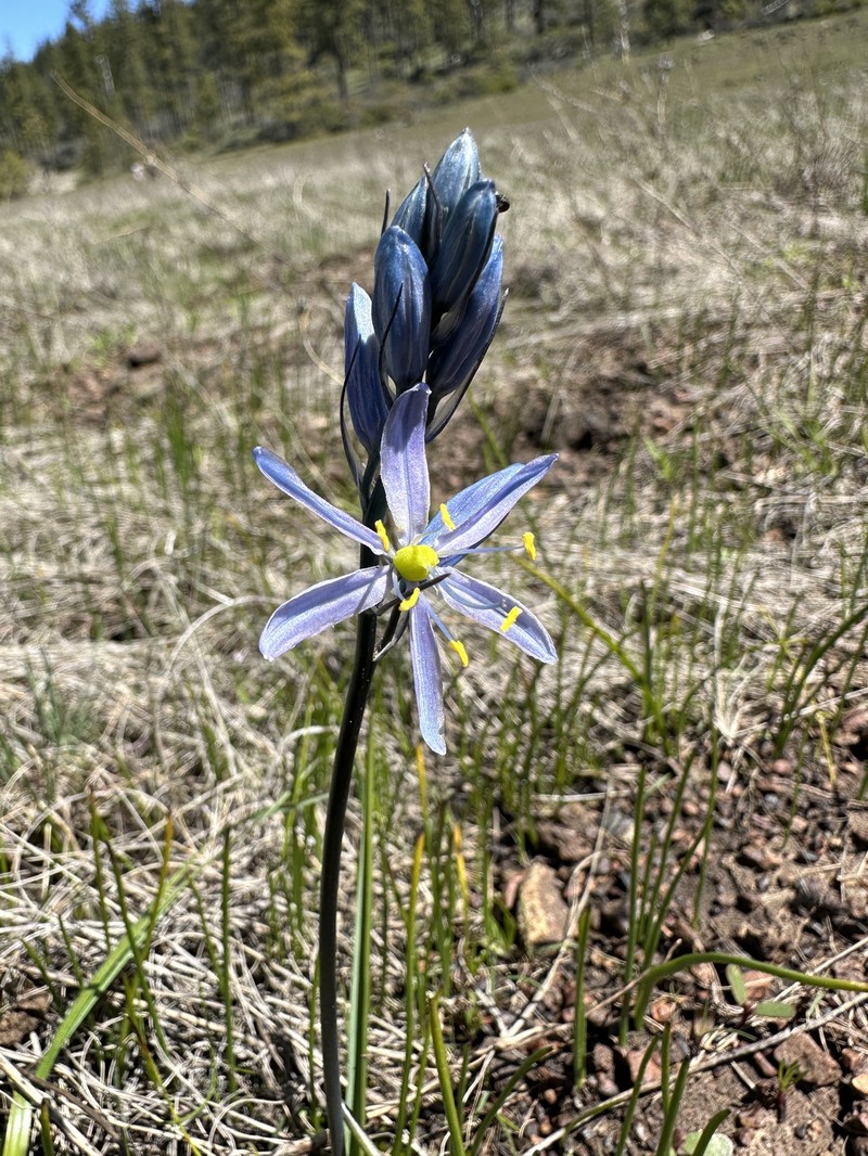 Camassia quamash subsp. walpolei