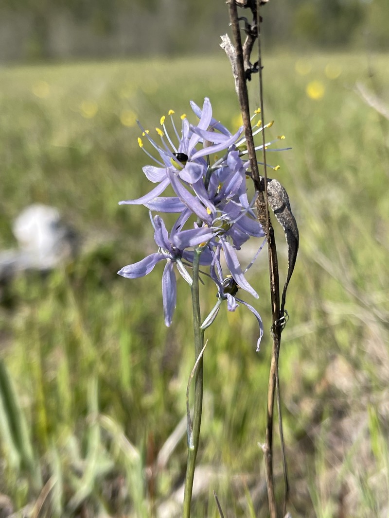 Camassia quamash subsp. walpolei photo 2