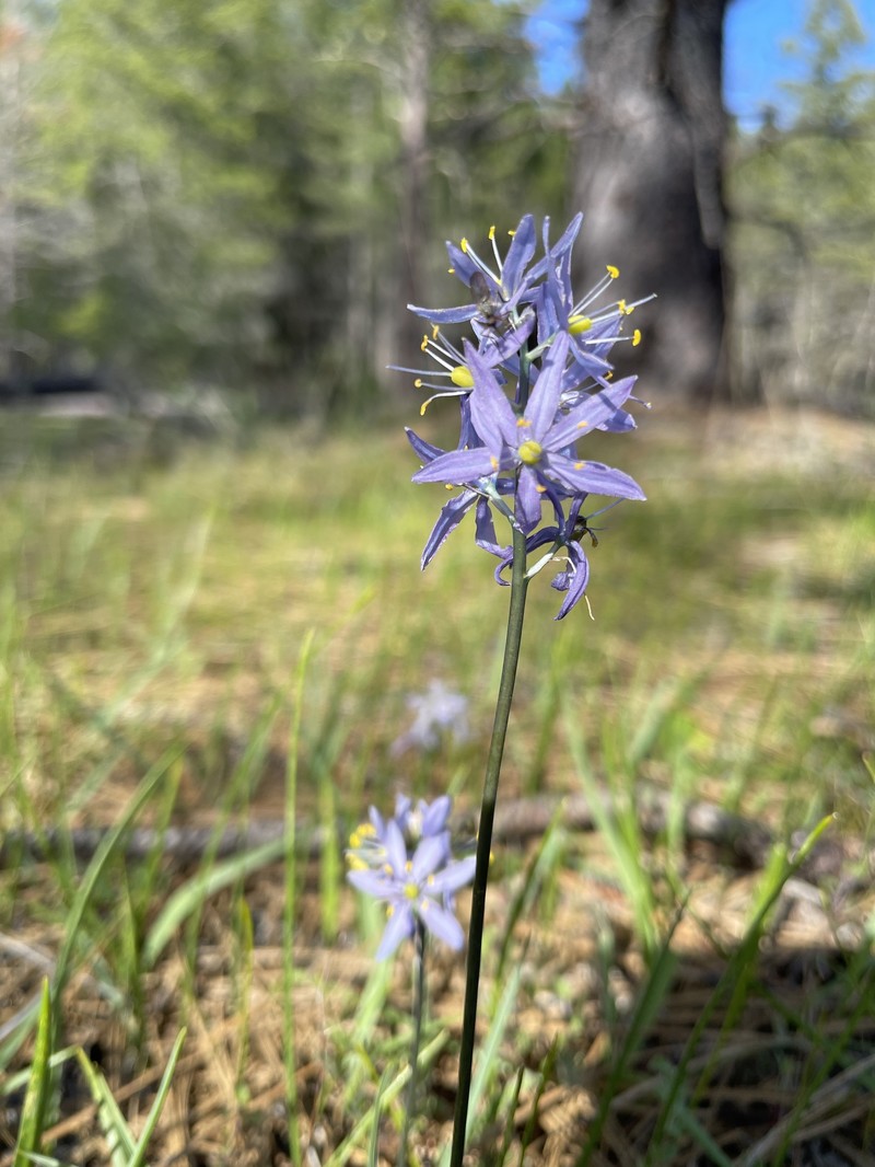 Camassia quamash subsp. walpolei photo 3