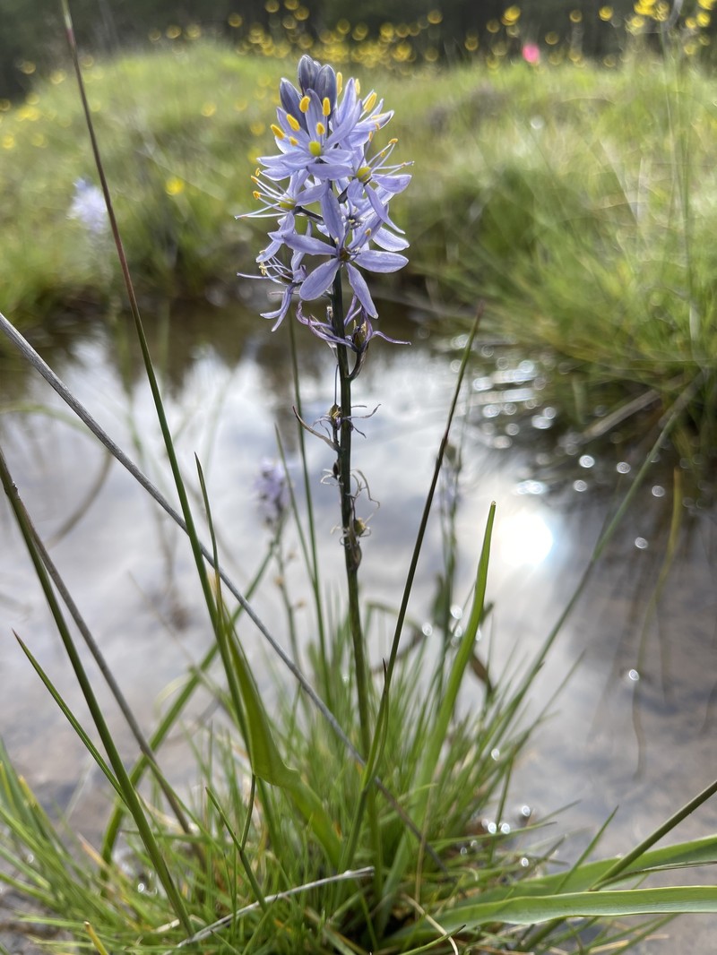 Camassia quamash subsp. walpolei photo 4