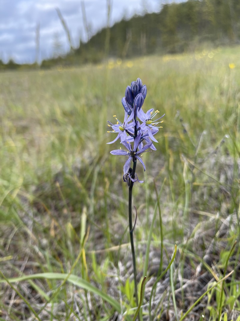 Camassia quamash subsp. walpolei photo 5