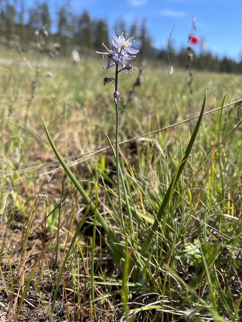 Camassia quamash subsp. walpolei photo 6