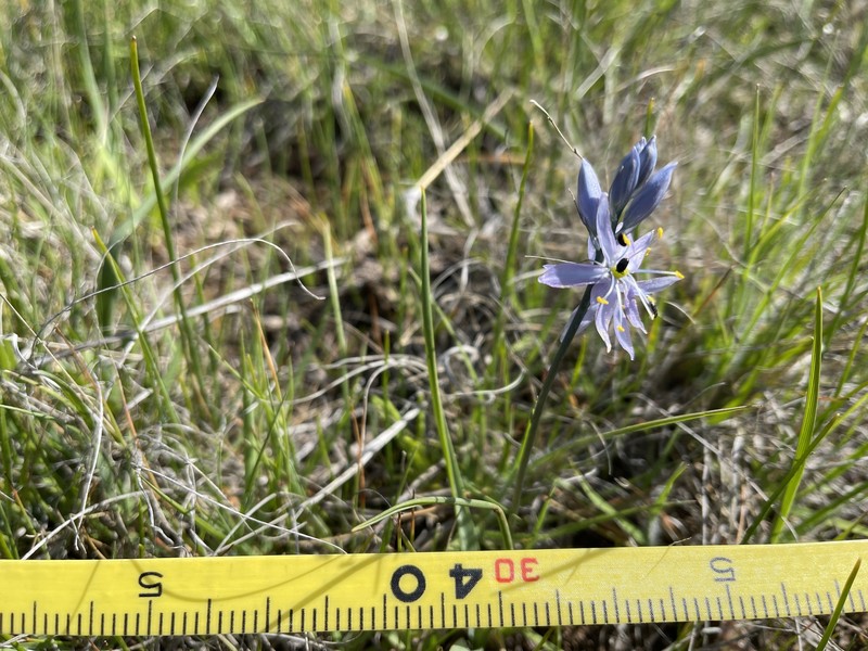 Camassia quamash subsp. walpolei photo 7