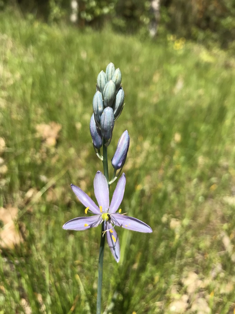 Camassia quamash subsp. walpolei photo 8