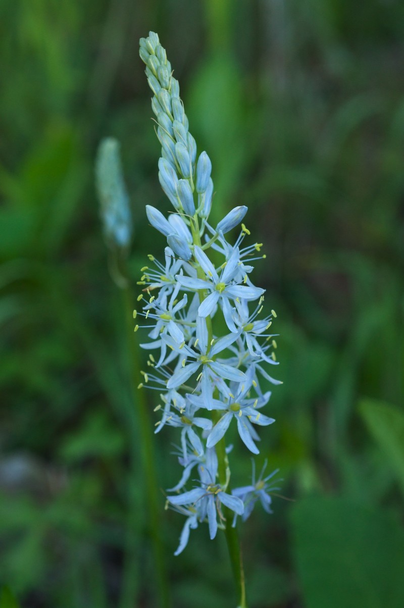 Atlantic Camas photo 2