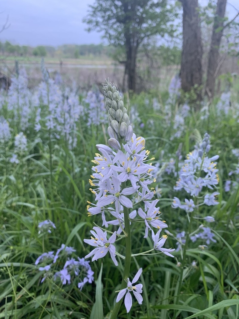 Atlantic Camas photo 3