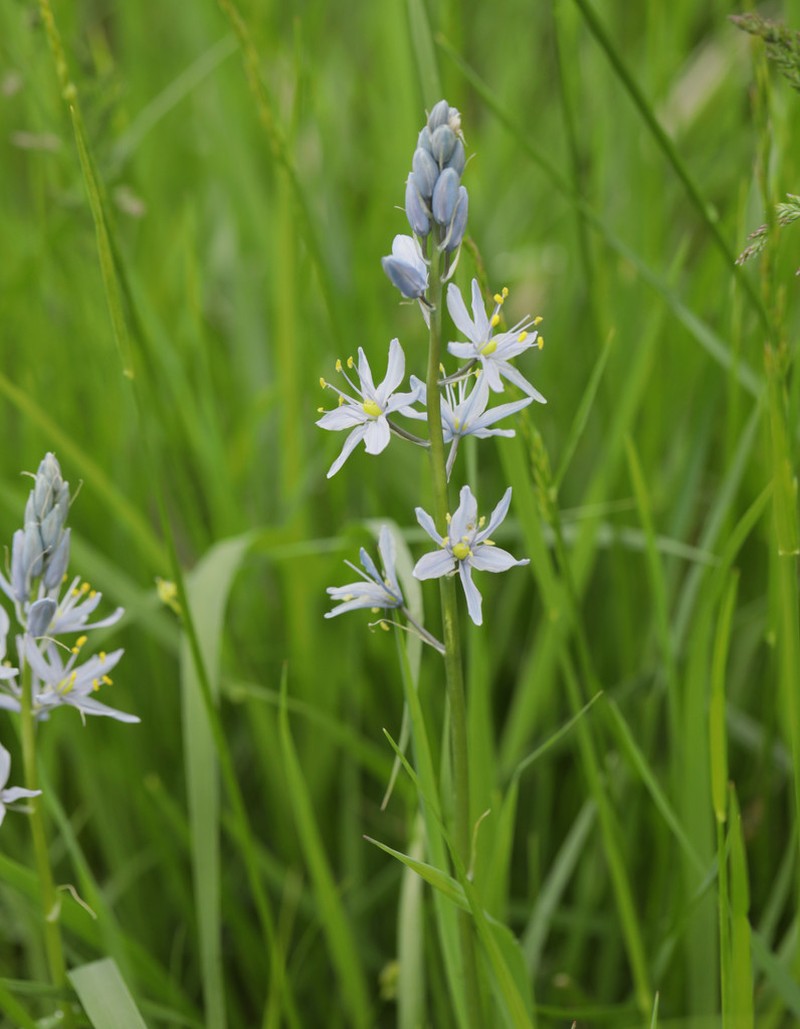 Atlantic Camas photo 4
