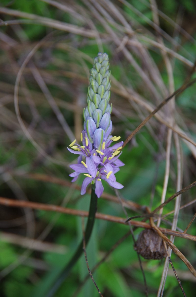 Atlantic Camas photo 5