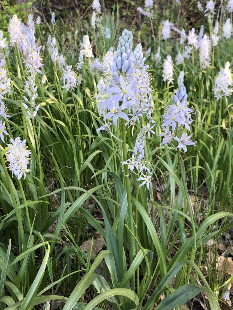 Atlantic Camas photo 6