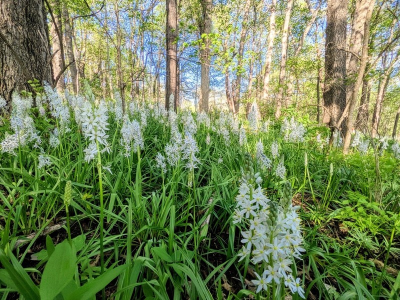 Atlantic Camas photo 7