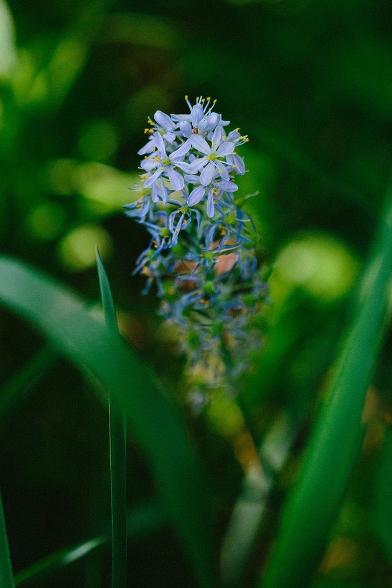 Atlantic Camas photo 8