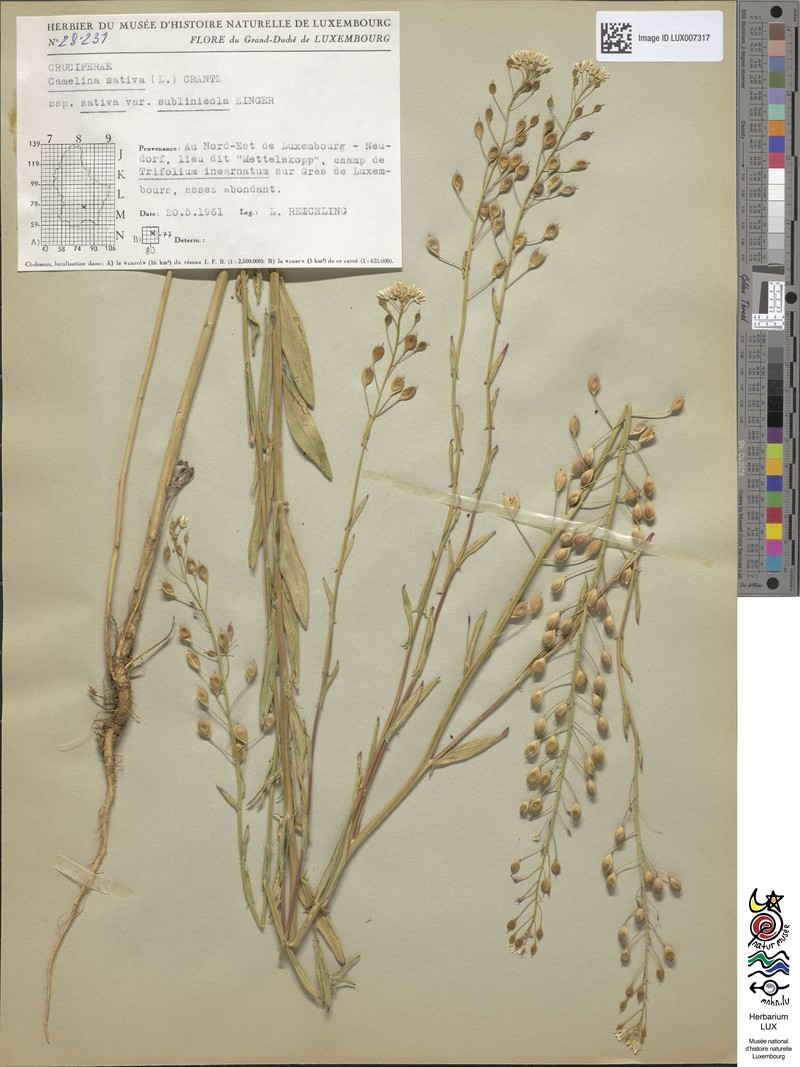Camelina alyssum subsp. alyssum