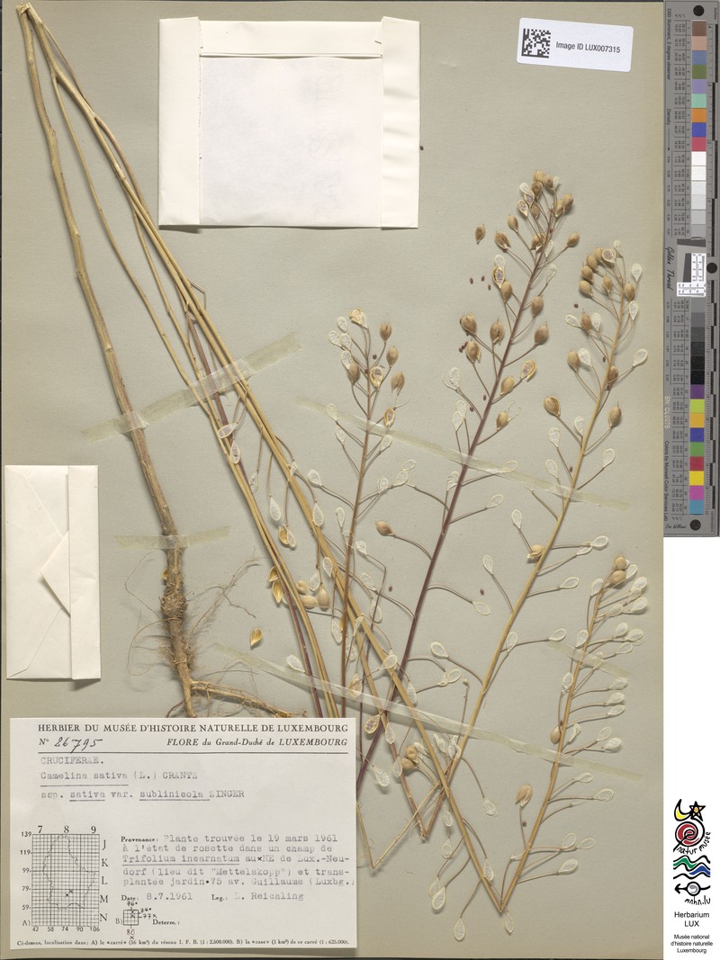 Camelina alyssum subsp. alyssum photo 2
