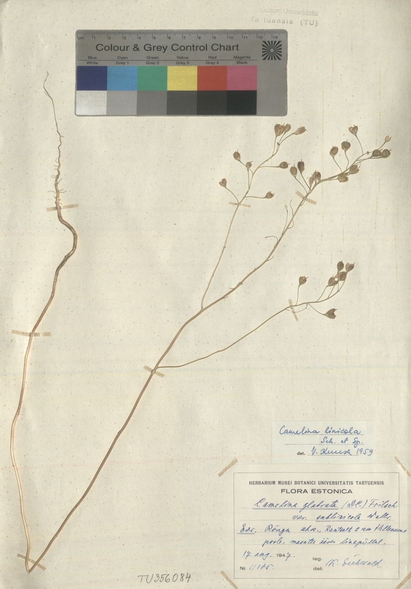 Camelina alyssum subsp. alyssum photo 3