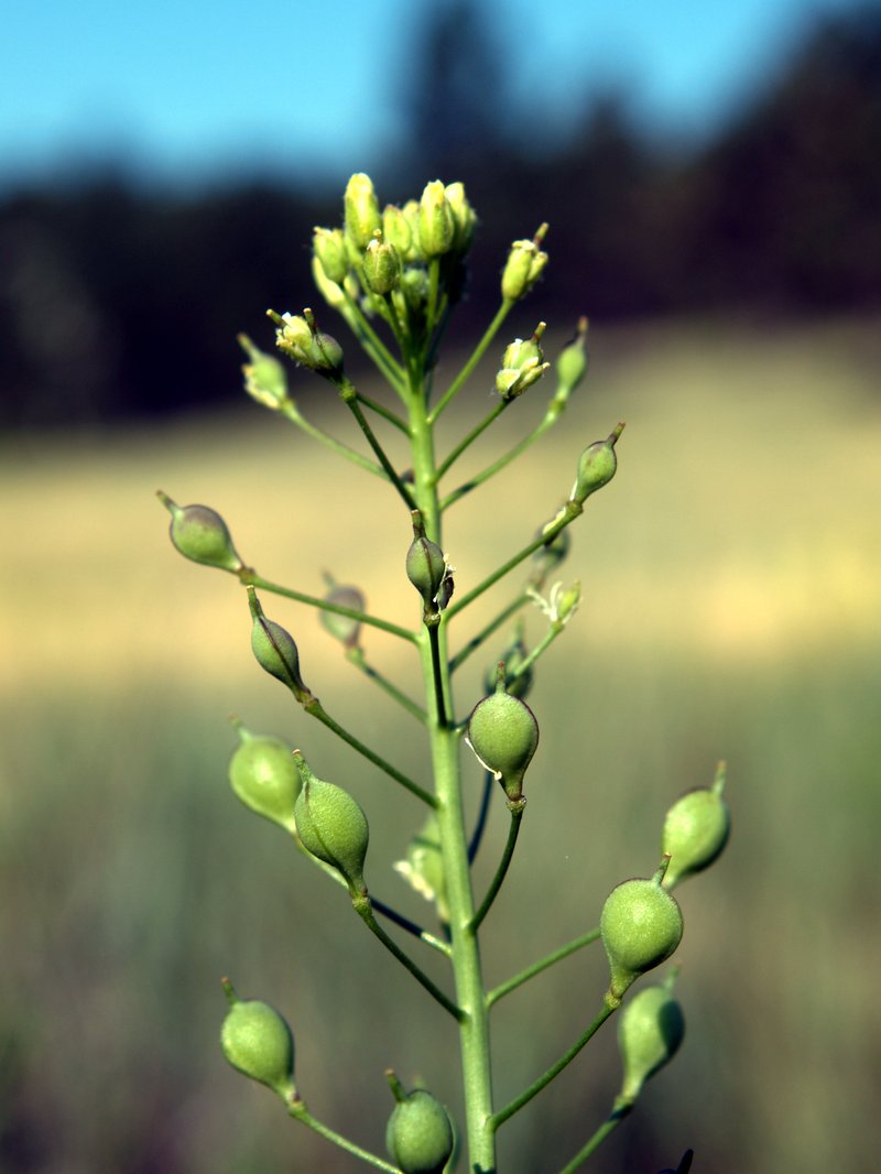Littlepod False Flax