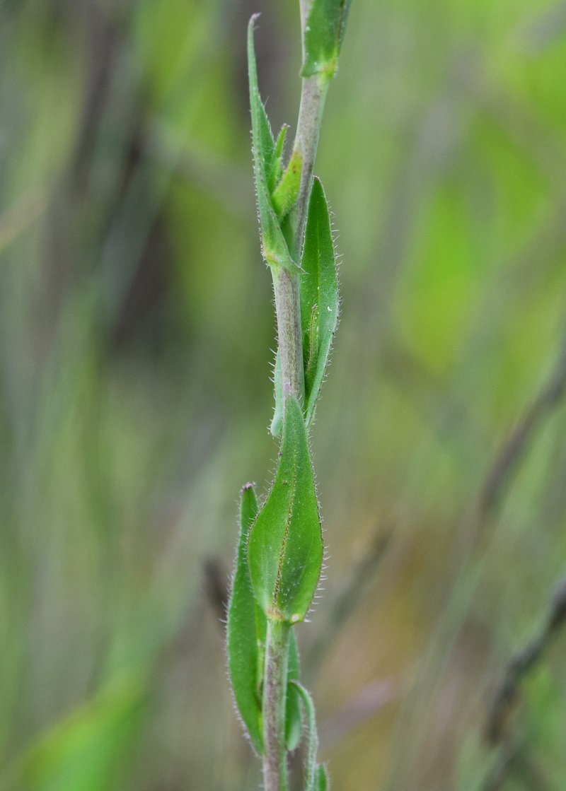 Littlepod False Flax photo 2