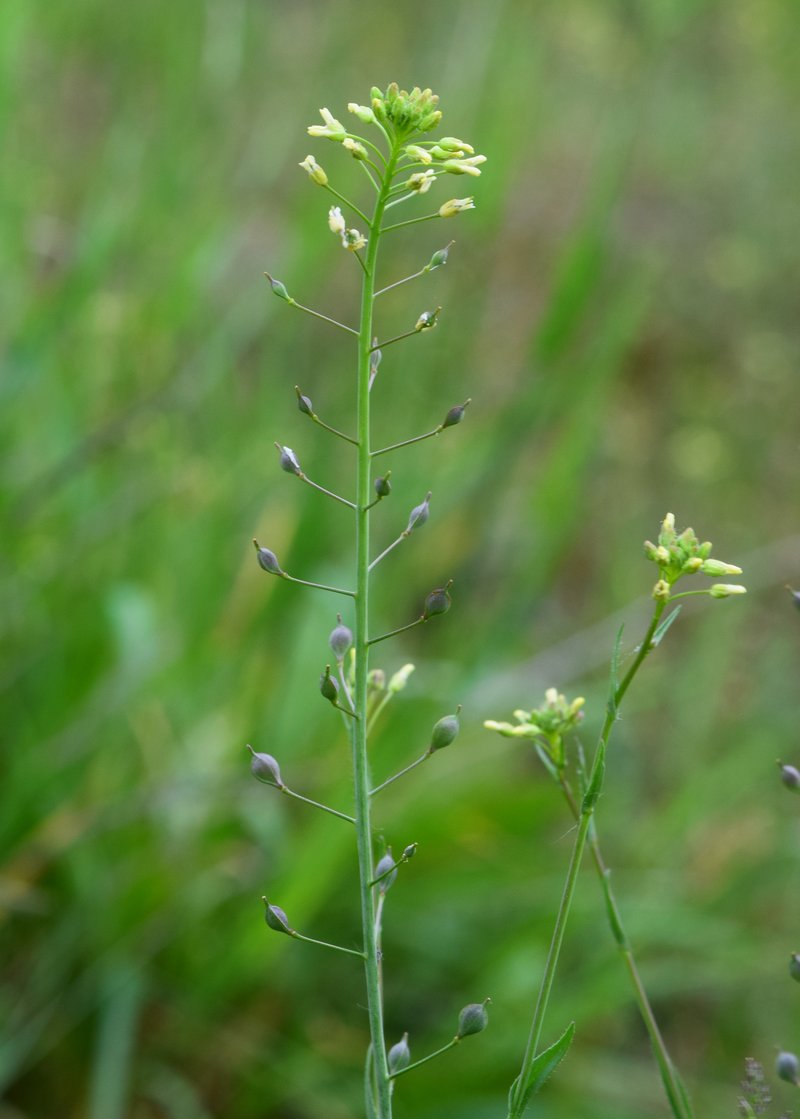 Littlepod False Flax photo 3