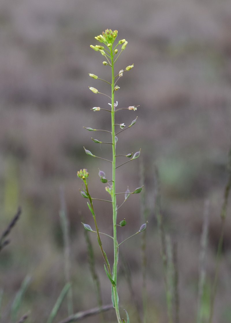 Littlepod False Flax photo 5