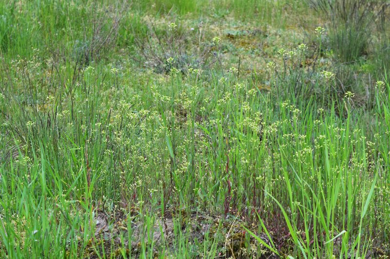 Littlepod False Flax photo 6