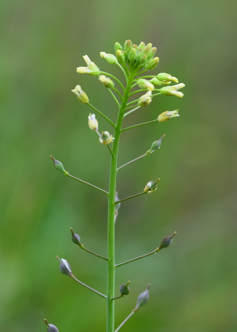 Littlepod False Flax photo 7