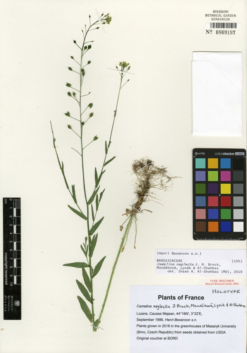 Camelina neglecta