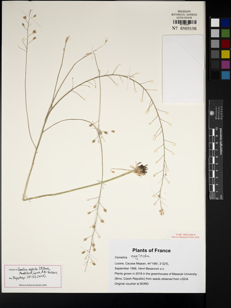 Camelina neglecta photo 2