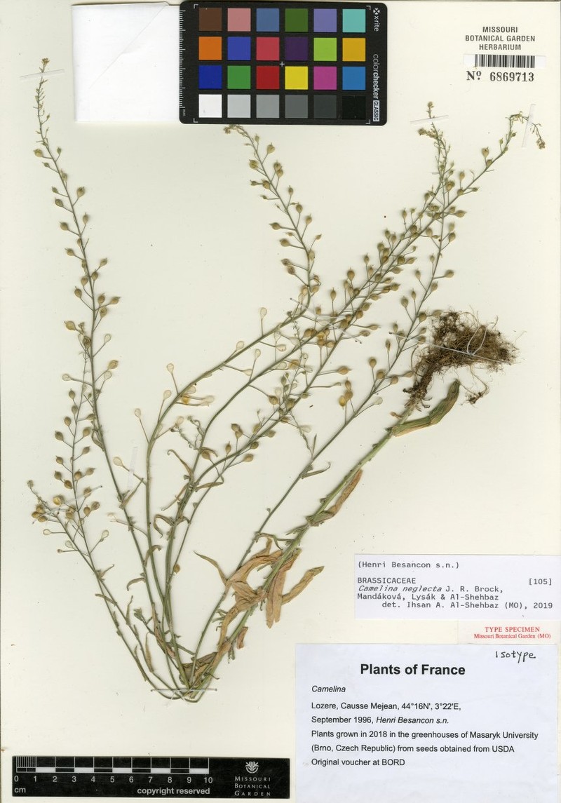 Camelina neglecta photo 3